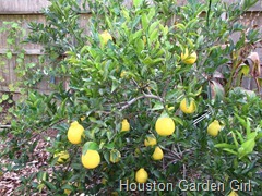 Árvores frutíferas de crescimento rápido Houston