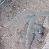 pinecone cactus