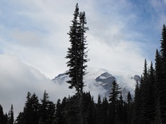 [Mt. Rainier 235[2].jpg]