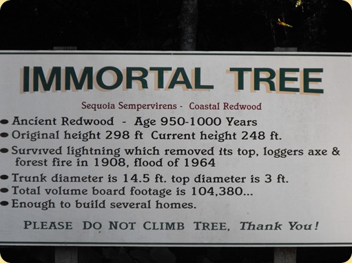 Avenue of the Giants-Ancient Redwoods 043