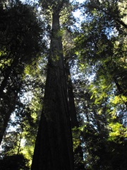 [Avenue of the Giants-Ancient Redwoods 089[2].jpg]