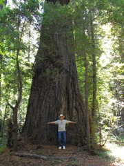 [Avenue of the Giants-Ancient Redwoods 104[2].jpg]