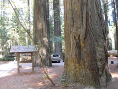 [Avenue of the Giants-Ancient Redwoods 105[2].jpg]