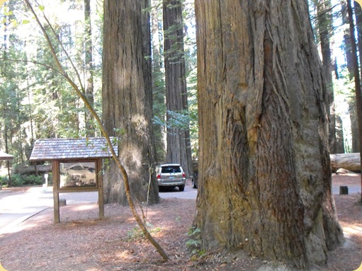 Avenue of the Giants-Ancient Redwoods 105