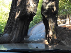 [Avenue of the Giants-Ancient Redwoods 133[2].jpg]