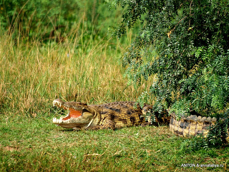 Жемчужина Африки