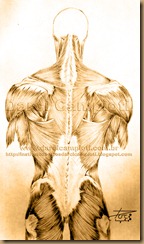 musculos costas