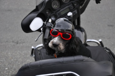 Gilbert-biker2.jpg Gilbert biker2