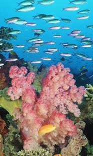 Free Fish HD Wallpaper APK