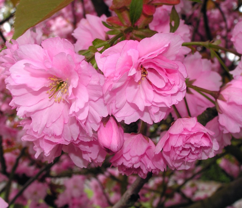 [Cherry-Blossom-1[2].jpg]