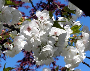 White-Blossom-2