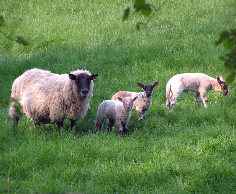[Sheep-And-Lambs[3].jpg]