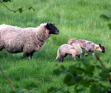 Sheep-And-Lambs-2