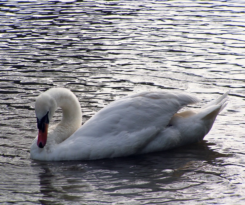 [Swan-At-Linslade-Canal-133.jpg]