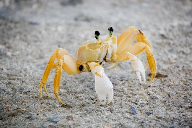 Crab on La Orchilla