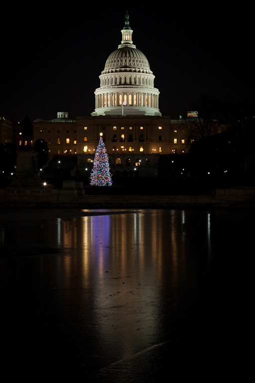 [Capitol Christmas tree Reflection[4].jpg]