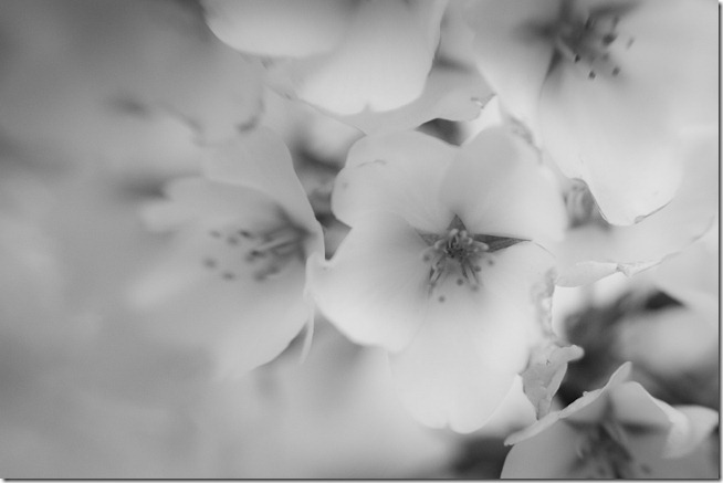 Cherry Blossoms - Lensbaby Macro Black and White-4