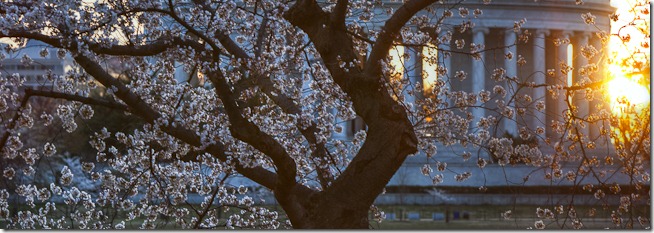 Washington Cherry Blossoms at Sunrise-2