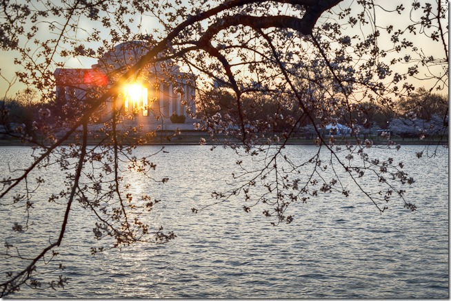 Cherry Blossoms with Sunrise through the Jefferson Memorial-1