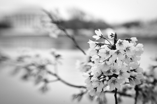 Cherry Blossoms and Jefferson - Lensbaby-2