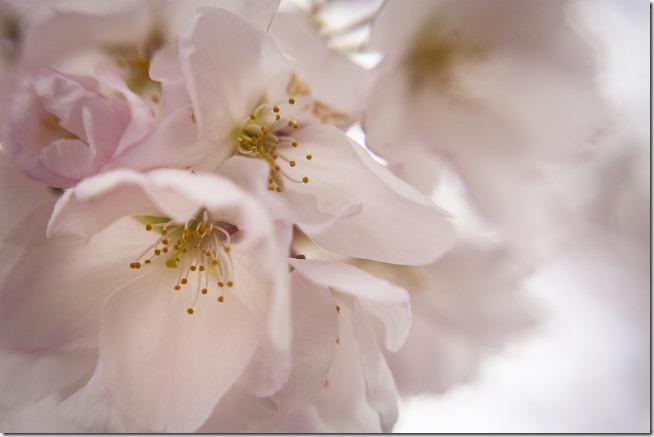 Cherry Blossoms - Lensbaby Macro Color-7