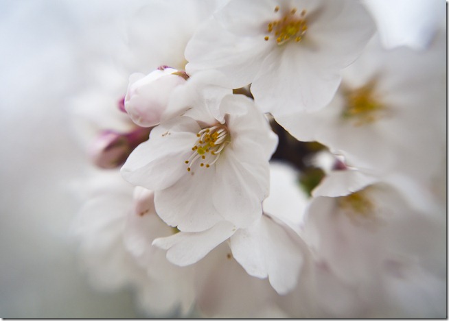 Cherry Blossoms - Lensbaby Macro Color-3