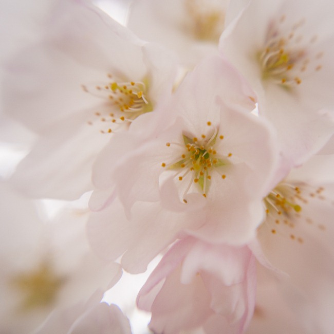 [Cherry Blossoms - Lensbaby Macro Color-6[4].jpg]