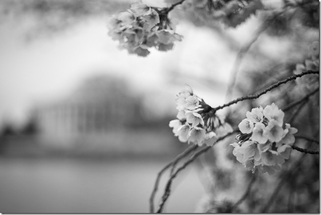 Cherry Blossoms Black and White