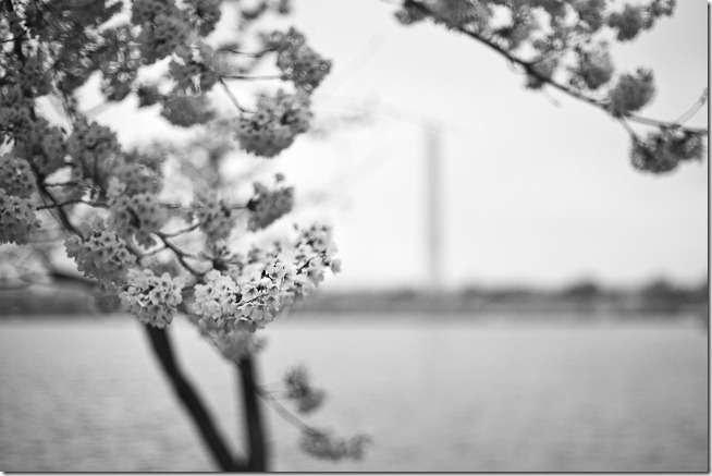 Cherry Blossoms Black and White-1