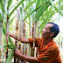 Sugar surges on lower free sale quota for May