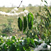 Burundi Coffee Production May Drop 13% This Year Amid Decreased Plantings