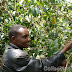 Coffee rebounds, sugar up as Greece worries abate