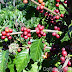 Coffee rallies 3 pct on fund buying, cocoa steady