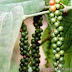 Pepper futures down 0.98% on profit-booking