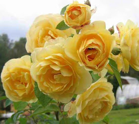 Please wait while images are being loaded.....by Wowmailz