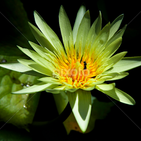 Hoa Súng  by Han Duy - Flowers Flower Gardens
