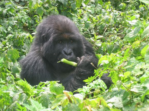 Mountain gorillas in Parc National des Volcans, Rwanda.