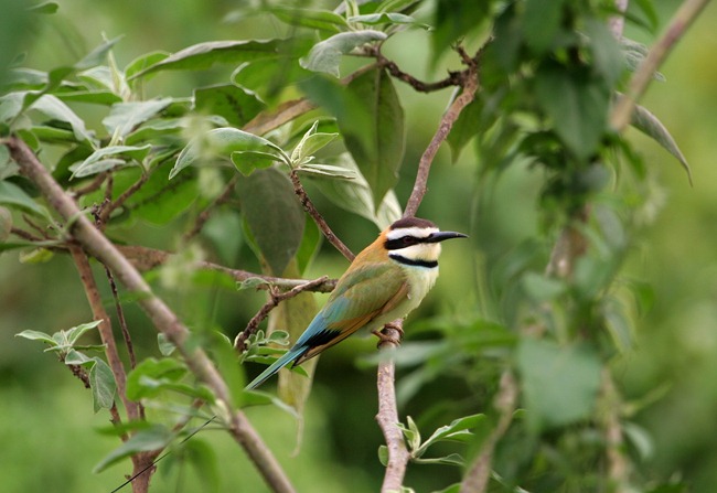 IMG_4079 (2) IMG_4079 (2)