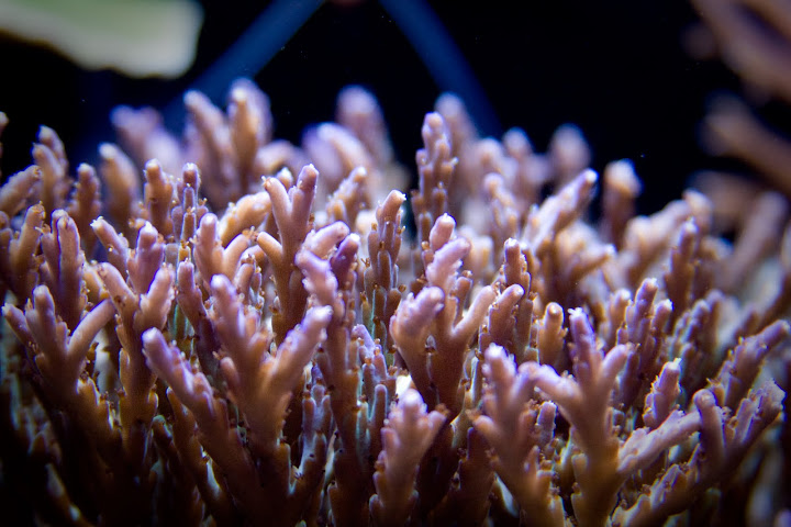 coral%205.jpg