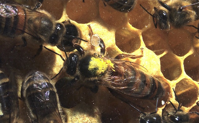[queen-honeybee[4].jpg]