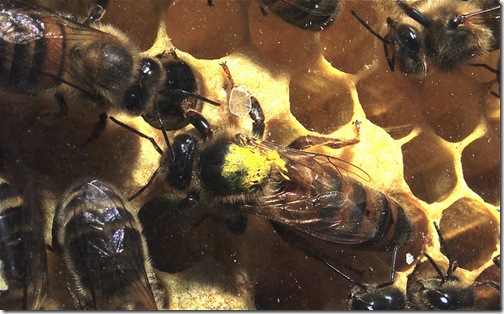 queen-honeybee