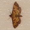 Crambid snout moth