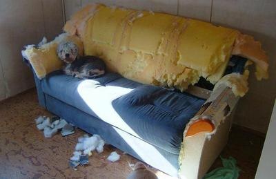 [dog-or-children-dog-destroyed-couch[5].jpg]