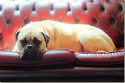 dog on leather tufted sofa