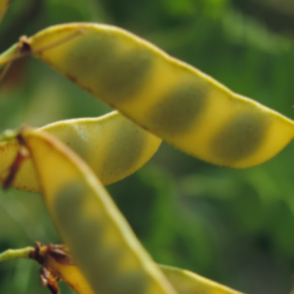 Mexican Bird of Paradise seed pods | Project Noah