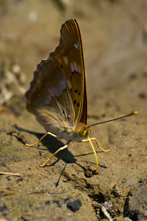 Brush-footed butterfly (Nymphalidae) - Apatura Metis