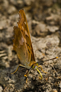 Brush-footed butterfly (Nymphalidae) - Apatura Metis