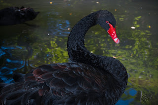 Black Swan Cygnus atratus) on the lake 