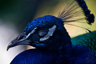 Indian Peafowl (Pavo cristatus), also known as the Common Peafowl or the Blue Peafowl