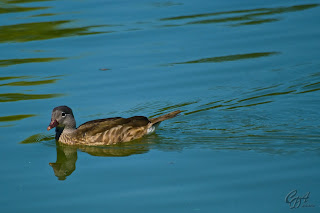 Mandarin Duck (Aix galericulata - hen) on the lake